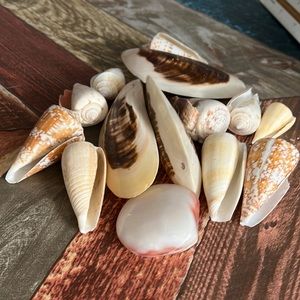 Beautiful large sea shells lot